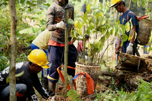 Ilustrasi hutan dan penanaman pohon. Foto: KLHK