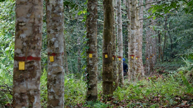 Ilustrasi hutan dan penanaman pohon. Foto: KLHK