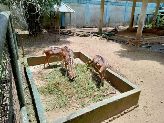 Rusa yang tersisa di Taman Rimba Jambi. (Foto: Jambikita.id)