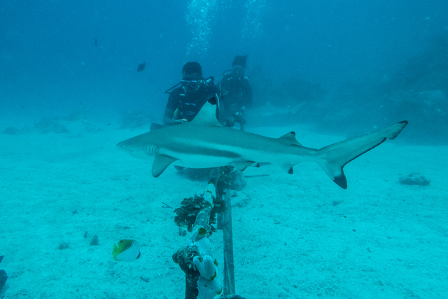 Wisatawan menyaksikan Hiu Sirip Hitam saat menyelam di perairan Pulau Mitita, Morotai, Maluku Utara, Kamis (9/9/2021). Foto: Muhammad Adimaja/Antara Foto