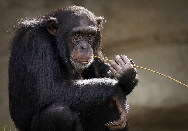 Monyet. Foto: Pixabay