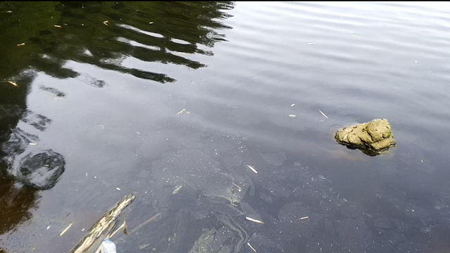 Kondisi air Bengawan Solo di wilayah Kabupaten Blora yang airnya berubah warna menjadi kehitam-hitaman. (foto: istimewa)