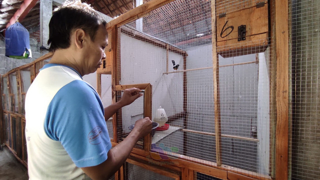 Sarbini (50), peternak burung murai batu asal Desa Ngelobener, Kecamatan Jepon, Kabupaten Blora, saat merawat burung piaraannya. Minggu (12/09/2021) (foto: priyo/beritabojonegoro)