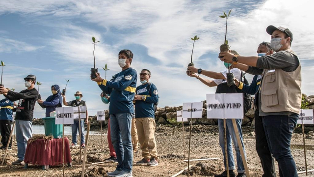 PT IMIP Tanam Puluhan Ribu Mangrove di Morowali. Foto: Istimewa