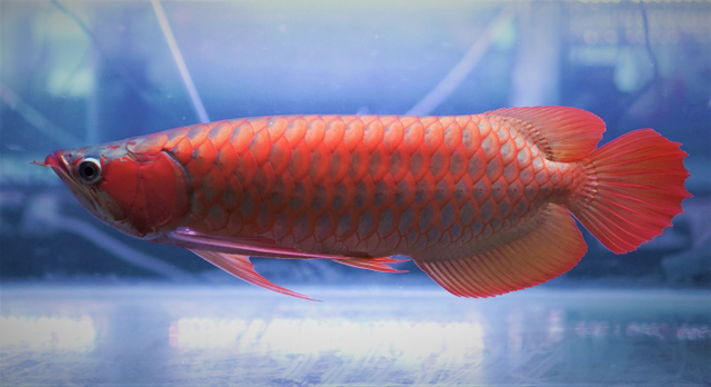 Arwana Super Red, Maskot Ikan Hias Air Tawar Indonesia (sumber foto : Library Arowana Club Indonesia)