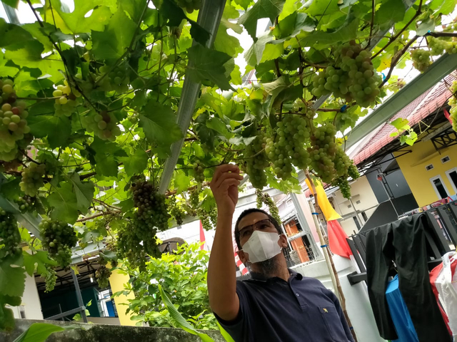 Anton menunjukkan buah anggur di pekarangan rumahnya. Foto: Lydia Salsabilla/Hi!Pontianak