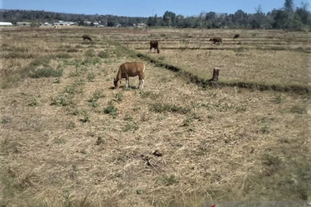 Kondisi terkini sawah Lembor. Foto : Engkos Pahing.