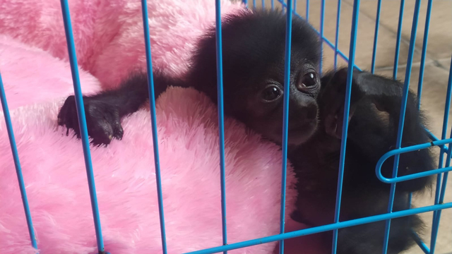 Mimi, kera hitam yang dipelihara Giri Prasta. Foto: Dok. Istimewa