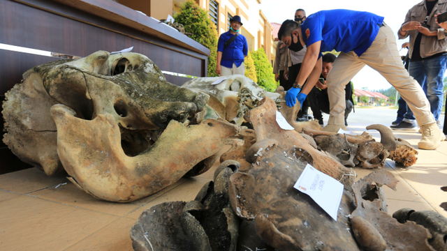 Personel kepolisian Polres Aceh Jaya menata barang bukti kerangka Gajah Sumatera saat konferensi pers di Mapolres Aceh Jaya, Aceh, Rabu (15/9).  Foto: Syifa Yulinnas/ANTARA FOTO