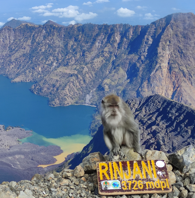 Seekot monyet ekor panjang berada di puncak Rinjani yang tidak ada vegetasi dan pakannya, karena kemungkinan sudah mengetahui kebiasaan manusia yang sebagain terkadang memberi makanan kepada mereka sebelumnya. Foto: Harley Sastha