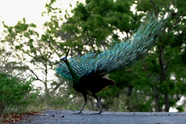 Merak hijau jantan (Pavo muticus) mengepakkan bulu ekornya di Taman Nasional Baluran, Situbondo, Jawa Timur, Rabu (15/9/2021). Foto: Budi Candra Setya/Antara Foto