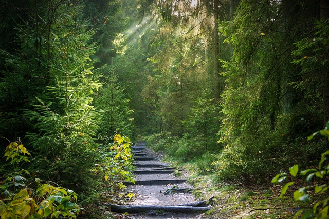 Hutan memiliki banyak tumbuhan yang berfungsi sebagai penghasil oksigen. Foto: Pixabay