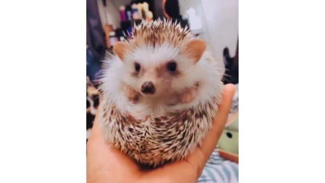 Landak mini, Sumber : instagram/aidarlins