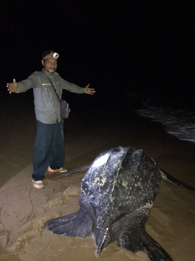 Penyu belimbing mendarat di Pantai Paloh, Kalbar. Foto: Dok. Istimewa
