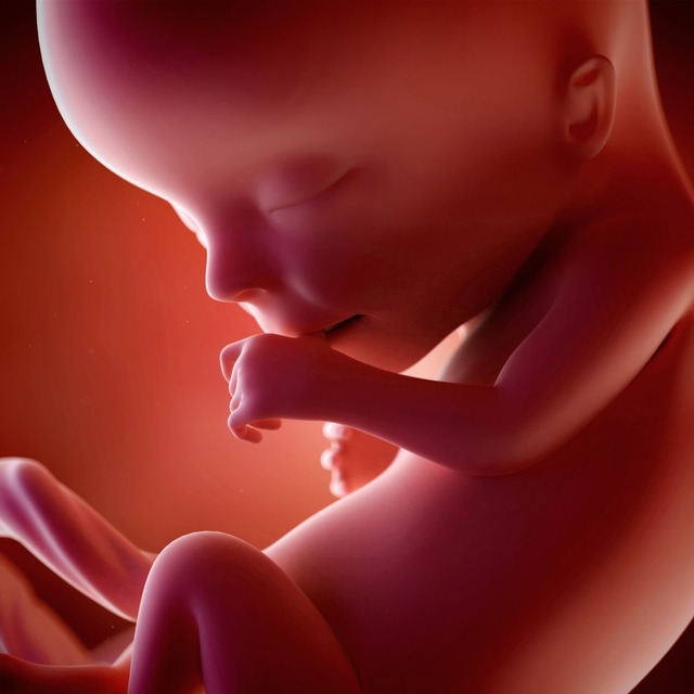 Ilustrasi janin. Foto: Shutter Stock