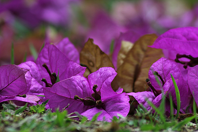 Bunga Bougainville (Sumber: endro lewa dari Pixabay)