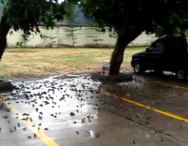 Ratusan bahkan ribuan burung pipit mati dan berjatuhan di Balai Kota Cirebon. FOTO: Juan/CIREMAITODAY