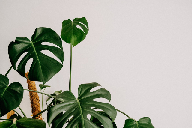 Ilustrasi Apa itu Tanaman Monstera Foto: Unsplash