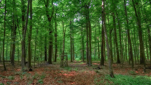 Hutan adalah salah satu sumber daya alam di Indonesia yang bisa dimanfaatkan untuk kepentingan hidup manusia. Foto: Pixabay