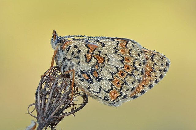 Glanville fritillary (Melitaea cinxia) ditutupi dengan tetesan air, di cagar alam Wittenberge-Rühstädter Elbe Niederung, Jerman. Foto: Sven Damerow via Wikimedia Commons (CC BY-SA 4.0)