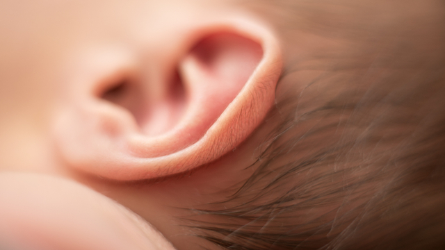 Ilustrasi telinga anak. Foto: Shutter Stock