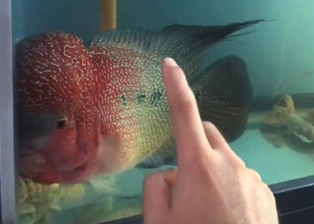 Viral Pria di Pontianak Goreng Ikan Louhan Peliharaannya, Rasanya Mirip Nila