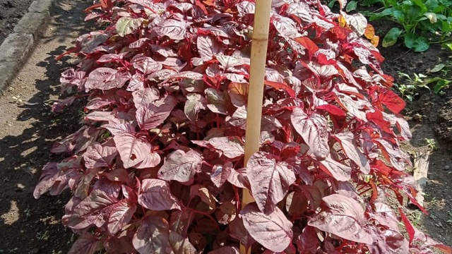 Sayur Bayam. Foto: Lilik Puspitarini.