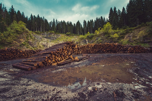 Apa saja kegiatan manusia yang bisa merusak ekosistem lingkungan? Foto: Unsplash