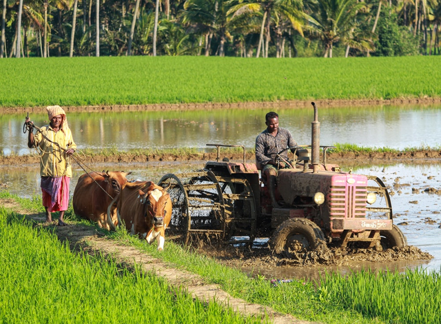 Ilustrasi keragaman kegiatan ekonomi di sektor agraris. Sumber: Unsplash