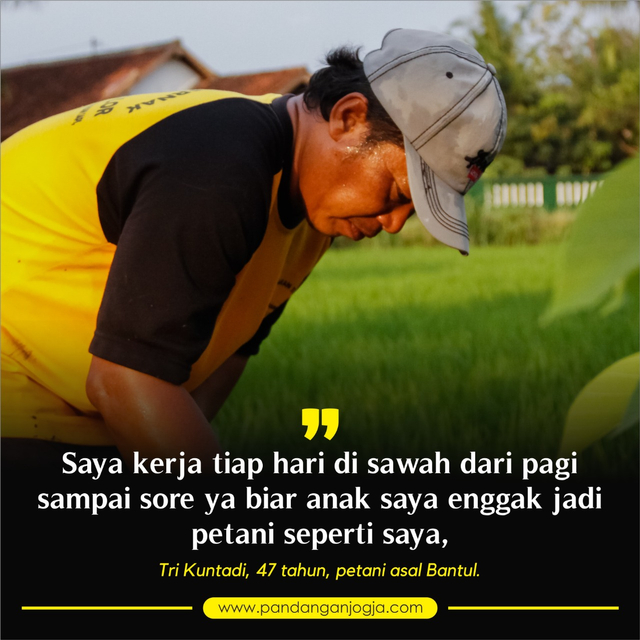 Tri Kuntadi, petani Bantul sedang bekerja di sawahnya. Foto: Widi Erha Pradana