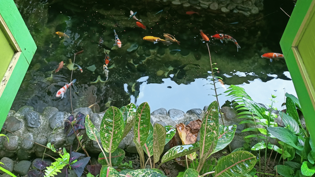 Ikan Koi jadi favorit untuk dipelihara di kolam. Foto: ESP