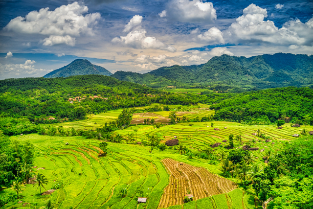 Lahan Indonesia (Sumber: https://www.pexels.com/id-id/@tomfisk)