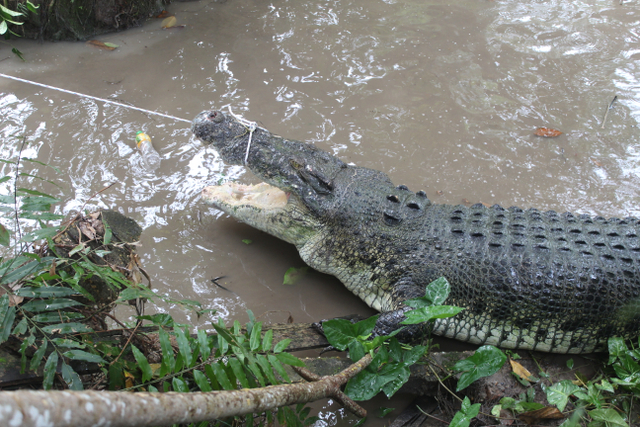 Proses evakuasi buaya di penangkaran terbangkalai, Jambi. (Foto: M sobar Alfahri/Jambikita)