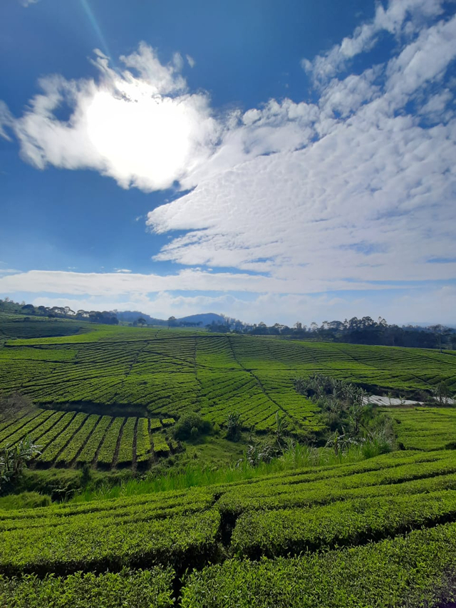 Wisata Nuansa Kebun Teh Riung Gunung Pangalengan ( Foto By Rohimah)