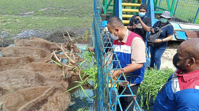 Suasana tempat perlindungan rusa timor atau Cervus timorensis dan Kasuari Gelambir di kawasan PT Kilang Pertamina Internasional (KPI) Unit Kasim, Kabupaten Sorong. Foto: Ernes Broning Kakisina/Antara