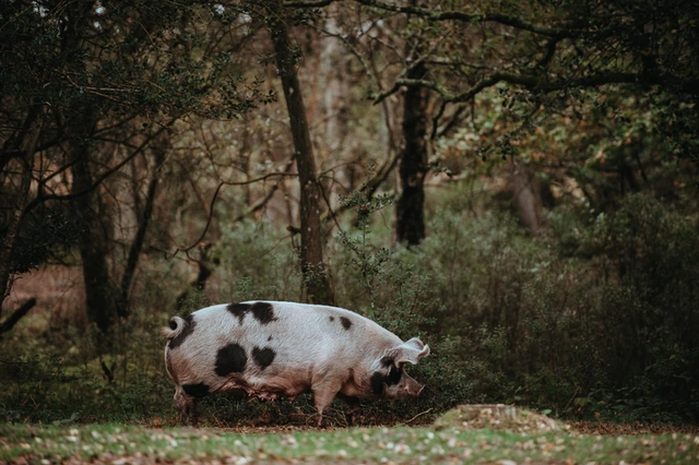 Babi. Foto: Unsplash