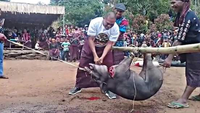 Bupati Flores Timur, Antonius Gege Hadjon saat dipercayakan memotong hewan kurban di depan rumah adat suku Lewotala. Foto : Istimewa