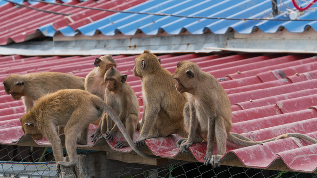 Ilustrasi monyet masuk permukiman. Foto: Shutter Stock