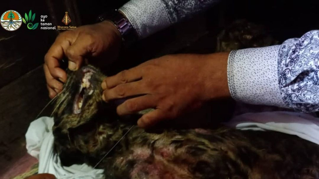 Macan dahan ditemukan dalam kondisi sakit hingga meninggal di Kampung Pinang Nagari Cubadak Tangah, Kecamatan Duo Koto, Kabupaten Pasaman. Foto: Instagram/@bksda_sumbar