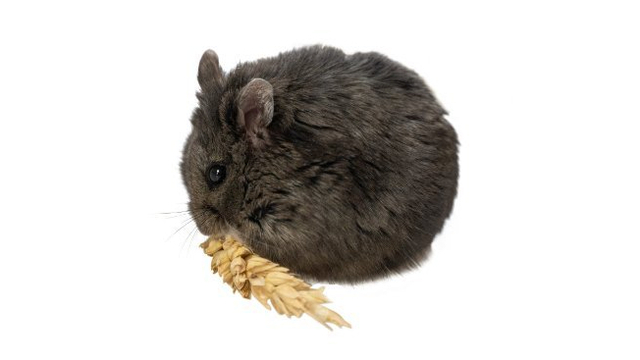 Mr. Goxx, si hamster trader cryptocurrency. Foto: @mrgoxx/Twitter