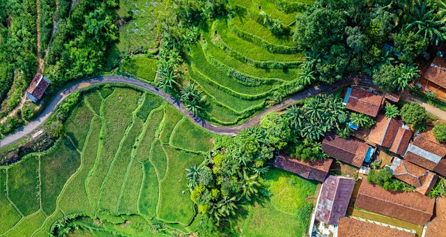 Ekosistem sawah adalah ekosistem buatan yang dijadikan sebagai lahan pertanian tanaman padi. Sumber: Pexels.com