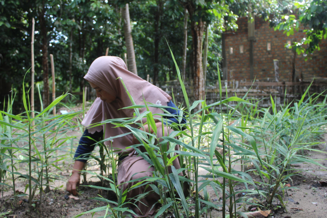Endang, Ketua KWT di Desa Muara Sekalo, sedang membersihkan tanaman jahe merah. (Foto: M Sobar Alfahri/Jambikita)