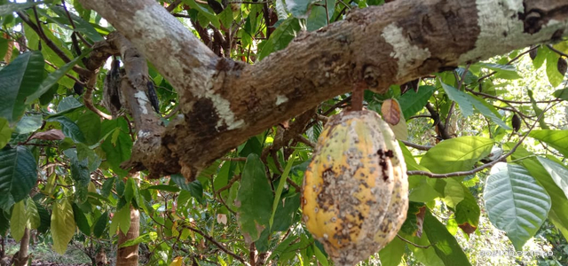 Buah kakao yang terserang hama. Foto : Athy Meaq