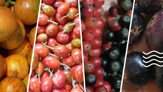 Berturut dari kiri, buah Menteng, Sawo Kecik, Buni, dan buah Gowok. Olaah gambar: Danang Bakti K