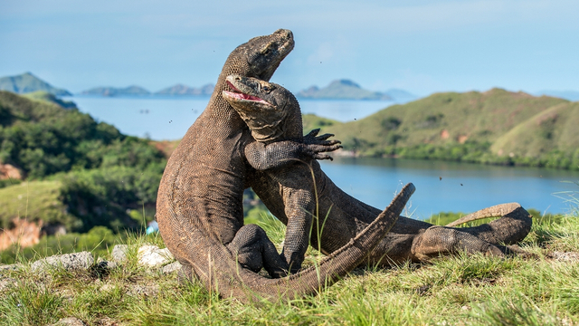Taman Nasional Komodo, NTT.
 Foto: Shutter Stock