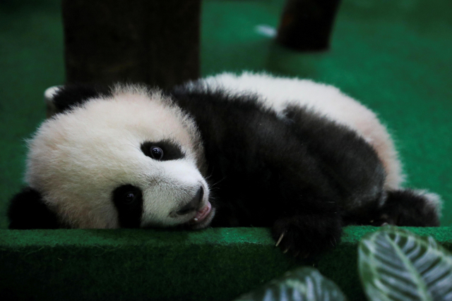 Yi Yi anak panda raksasa dari pasangan Liang Liang dan Xing Xing, dipamerkan ke publik untuk pertama kalinya di Kebun Binatang Nasional di Kuala Lumpur, Malaysia, Jumat (1/10/2021). Foto: Lim Huey Teng/Reuters