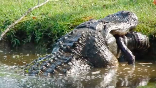 Buaya dewasa memangsa buaya lain yang lebih kecil di South Carolina, AS. Dok. Taylor Soper