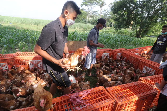 Peternak mengobral ayam layer produktif bertelur di pinggir jalan Kelurahan Ketami, Kota Kediri, Jawa Timur, Minggu (3/10/2021). Foto: Prasetia Fauzani/Antara Foto