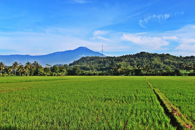 Ekosistem sawah adalah salah satu bentuk ekosistem yang dapat menjaga keseimbangan alam. Foto: Pixabay