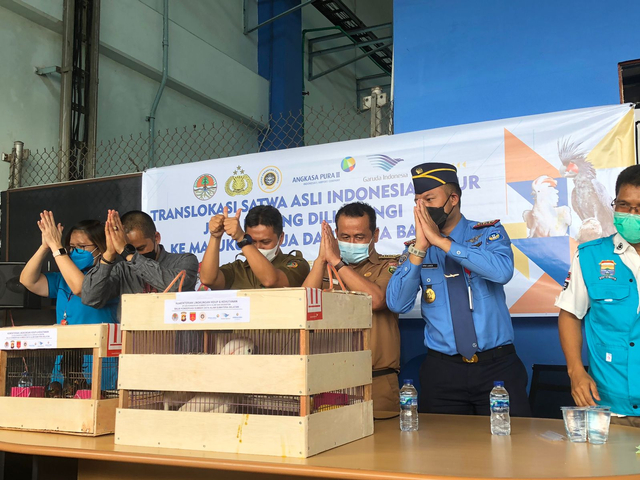 BKSDA Sumsel mengembalikan sejumlah satwa dilindungi ke habitatnya di Indonesia bagian Timur. (foto: istimewa)